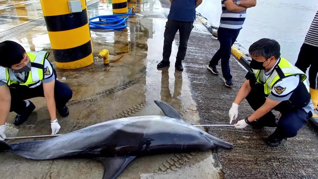 속초 앞바다서 죽은 참돌고래 발견...불법 포획 흔적 없어 / YTN