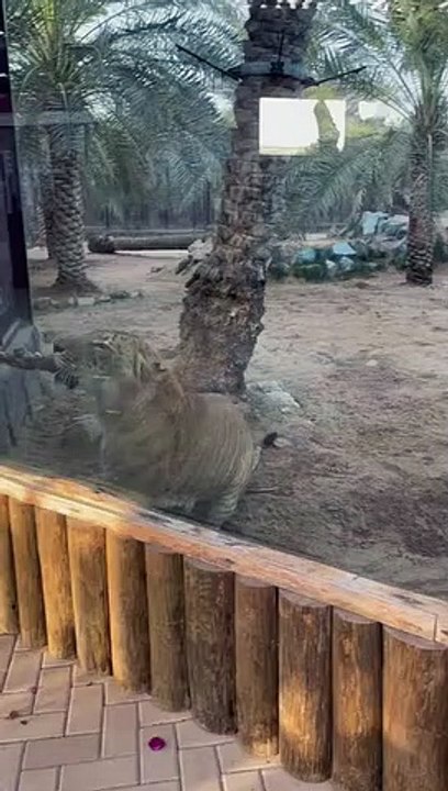 পর্যাপ্ত শক্তিশালী না । তামিম