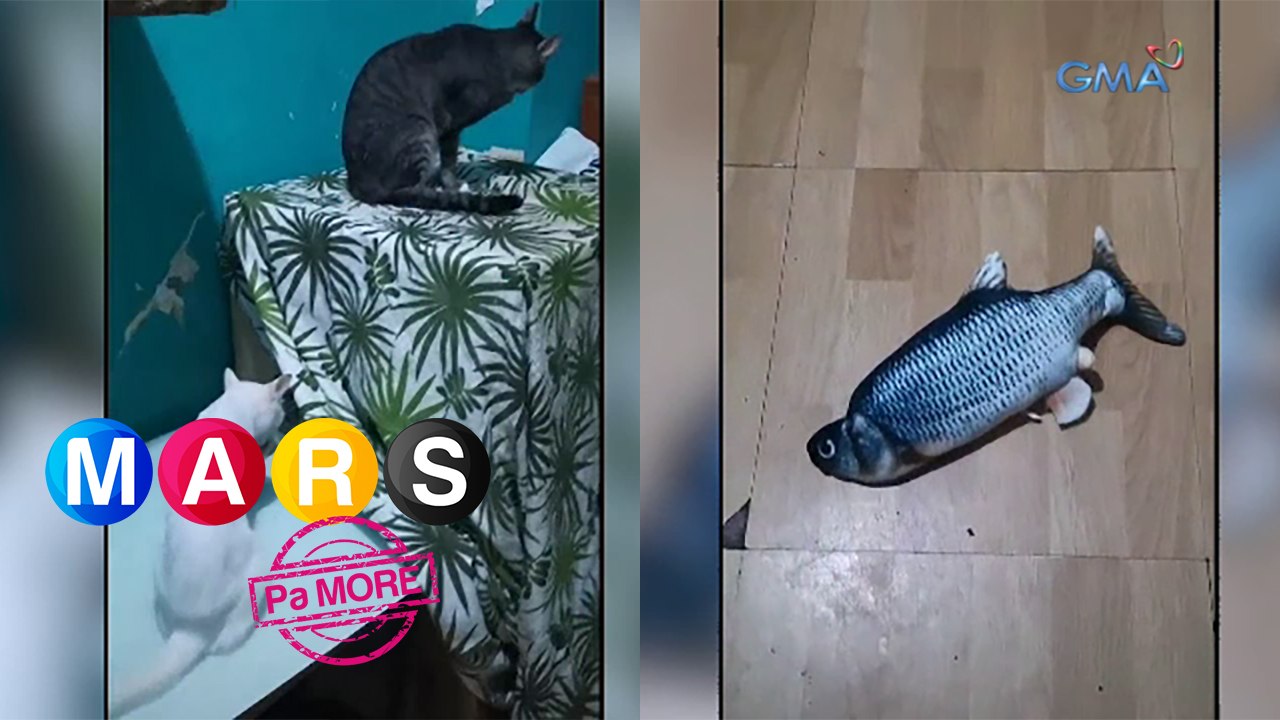 Mars Pa More: Pusa, nang-snob ng isdang bangus?! | Nakita Mo Na Ba ‘Yun Mars