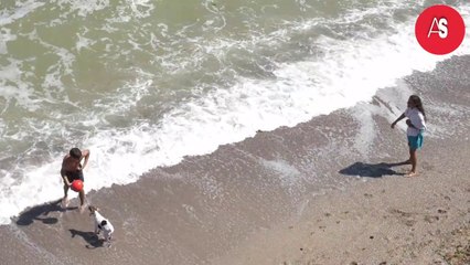 Dog is playing sea ​​shore