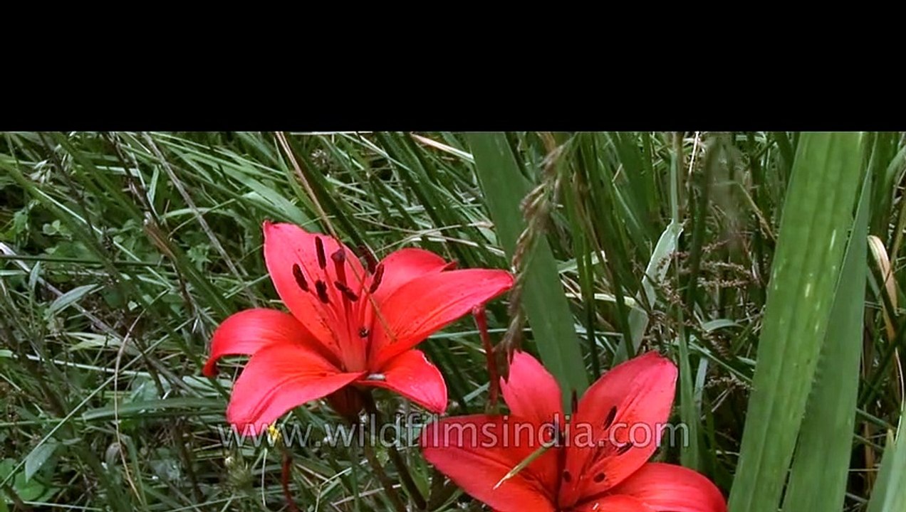 Beautiful Red Lilium