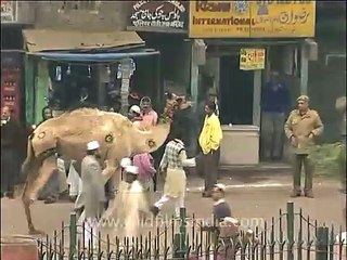 Guy riding a camel on the ocassion of Bakri-eid