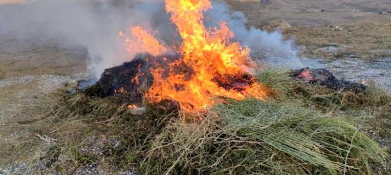 Van'da 1 milyon 700 bin kök hint keneviri ele geçirildi