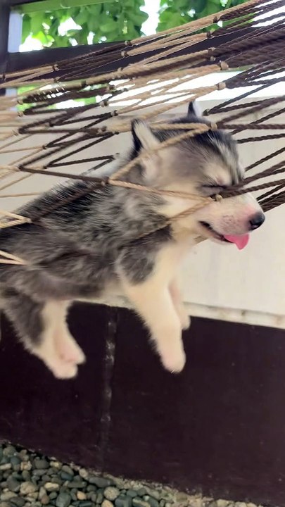 Husky Puppy Hangs Comfortably in Hammock