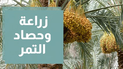 زراعة وحصاد التمر في الأغوار الأردنية