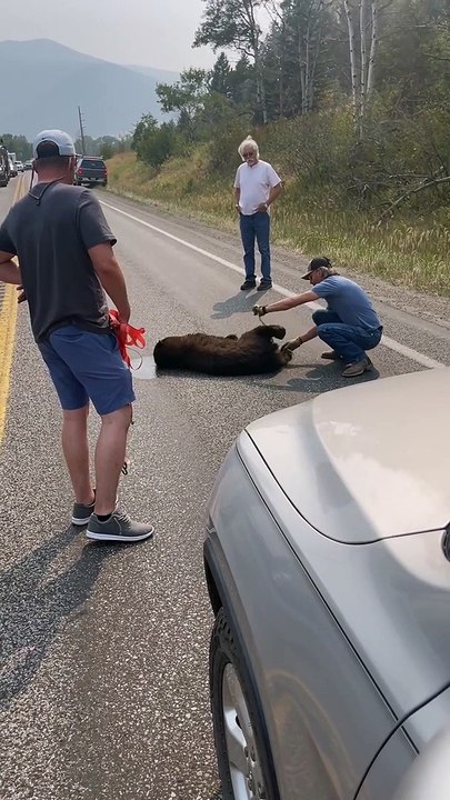Motorists Move Stricken Bear Safely to the Side of the Road