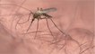 Mosquito bite: Here’s how the insects choose their prey (1)