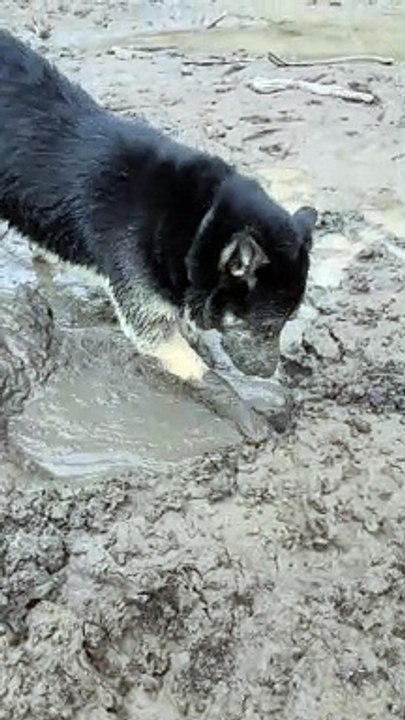 Doggy Dives Face First into Mud Puddle