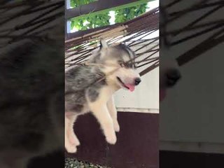 Husky Puppy Hangs Comfortably in Hammock