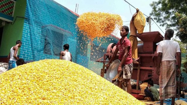 Modi Govt announces MSP of six Rabi crops