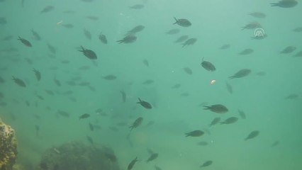 Alman dalgıç Saros Körfezi'ne hayran kaldı