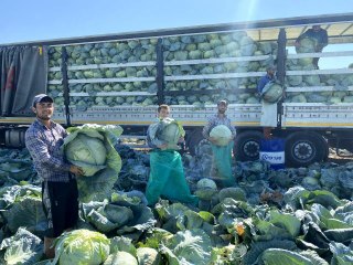 Niğde'de beyaz lahana hasadı başladı