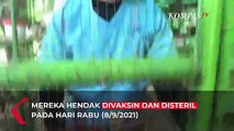 Sambut Hari Anti Rabies, Kucing Liar di Jakarta Divaksin