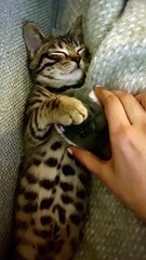 Kitty Loves Cuddling His Favorite Hamster Toy