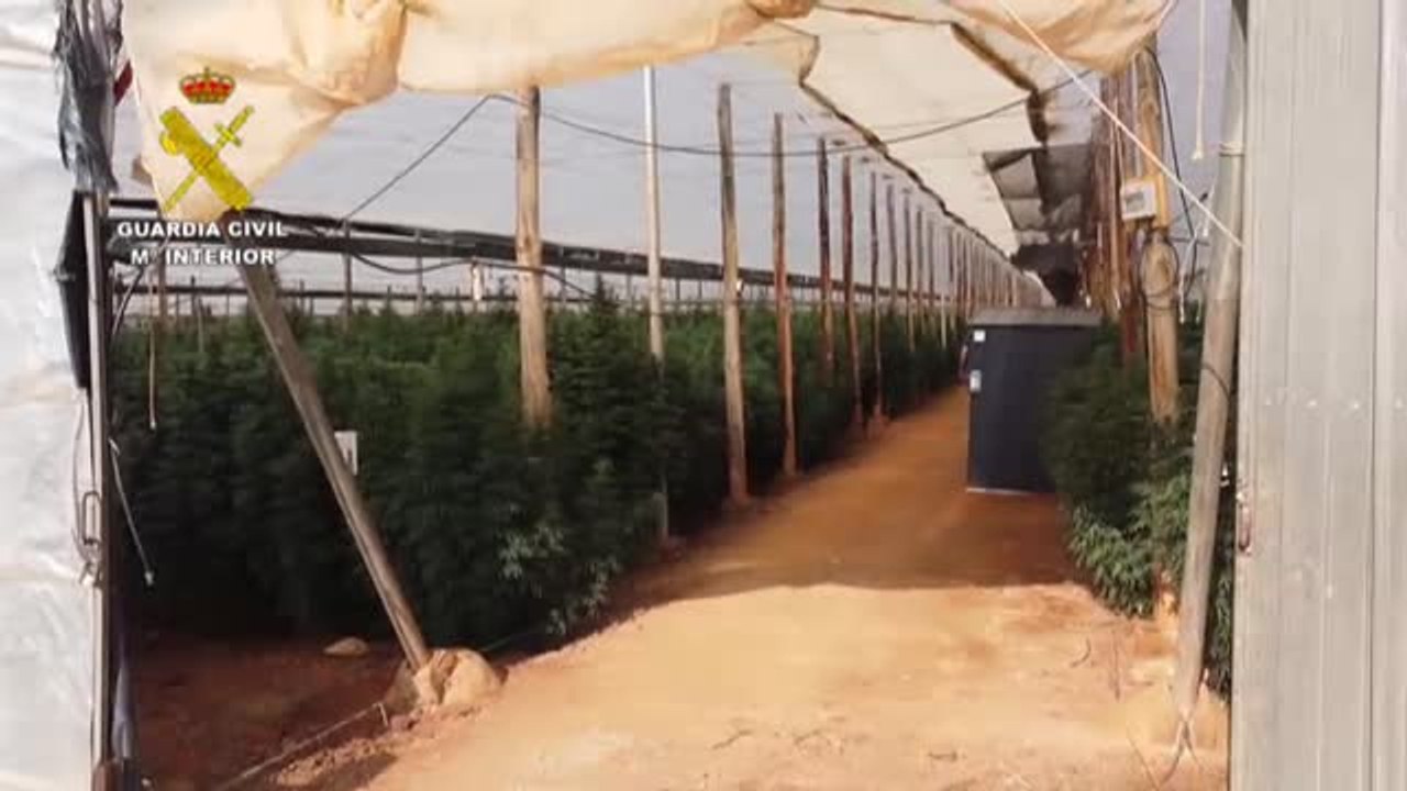 Intervenidas 125.000 plantas de "cannabis" en ocho plantaciones de cáñamo en Almería