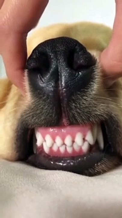 My dog's teeth are very beautiful