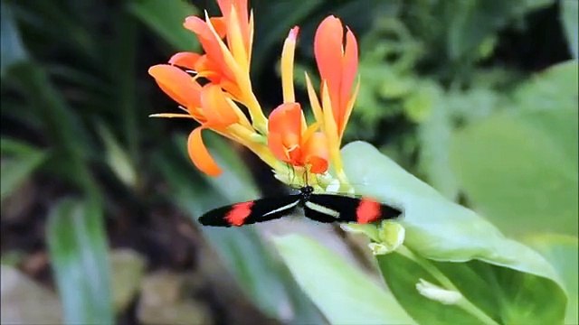 Peaceful Music,Relaxing Music, Meditational Music,Instrumental Music with Flute and Piano For Yoga