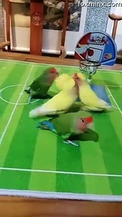 Skilful Parrots Playing Ball Games Together