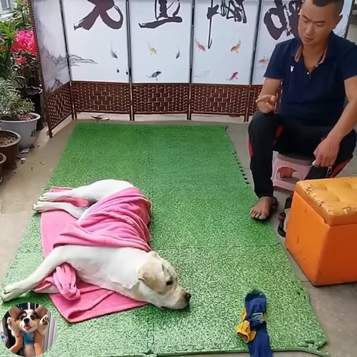 Funny dog.