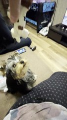 Yorkie Leaps Into Beanbag After Toy