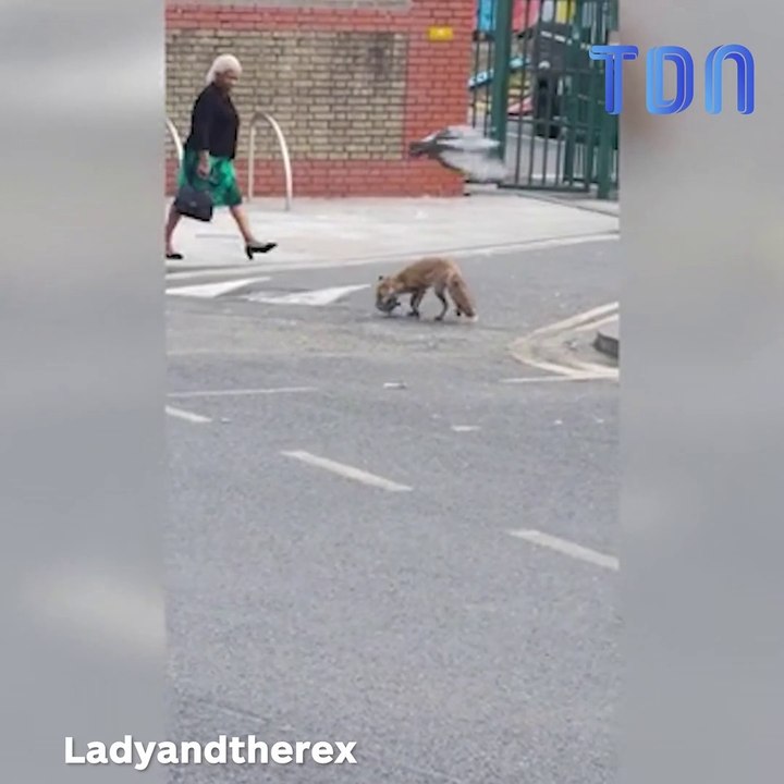 Un renard a ignoré les gens autour de lui pour sauvagement attrapé un pigeon au milieu d'une route dans l'est de Londres
