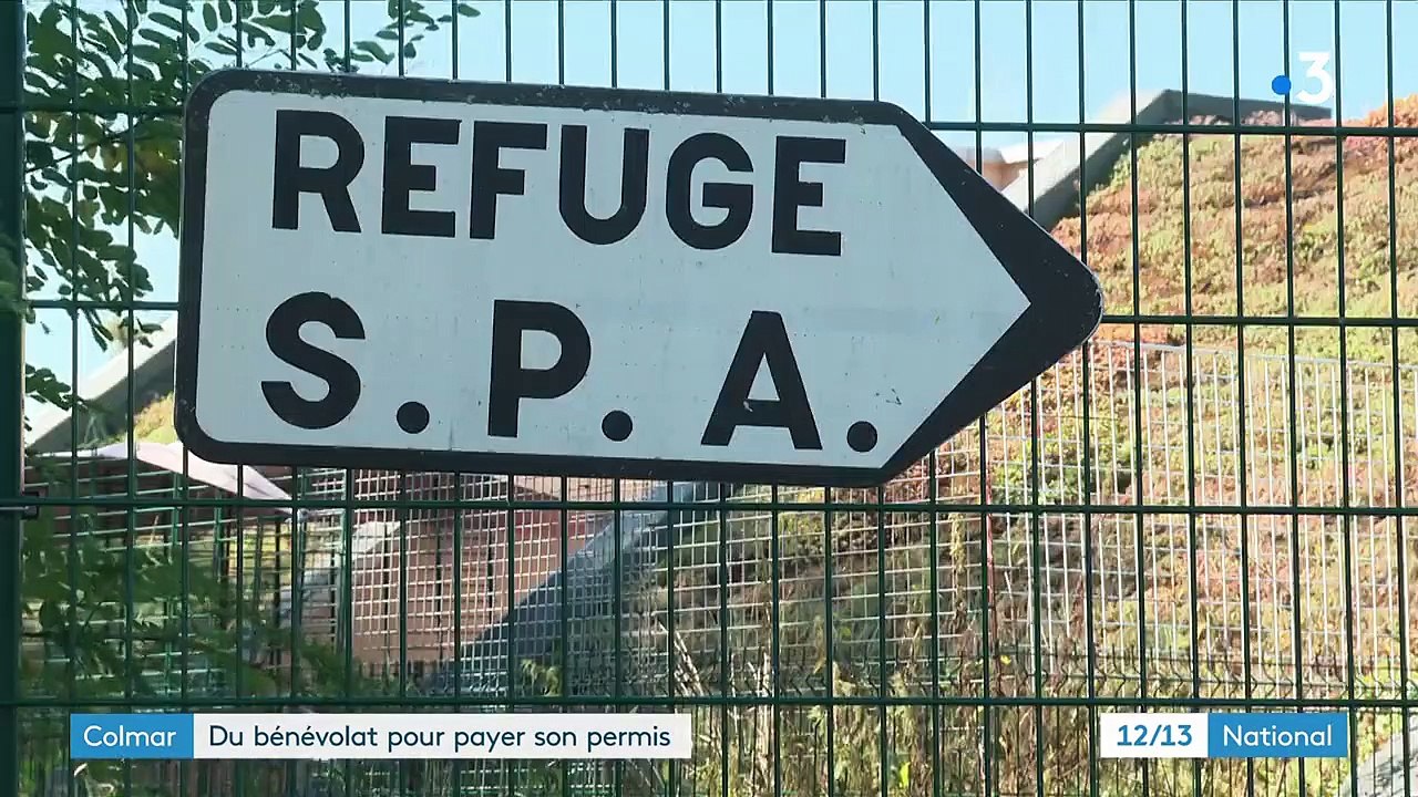 Bas-Rhin : à Colmar, les jeunes font du bénévolat pour financer leur permis