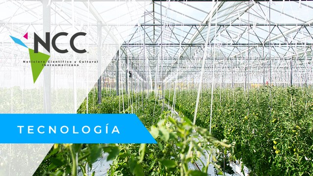 En Italia, los agricultores cambian los cítricos por frutos tropicales