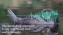 دراسة تكشف عن قدرة أحد أنواع البط على تقليد أصوات البشر فى أستراليا