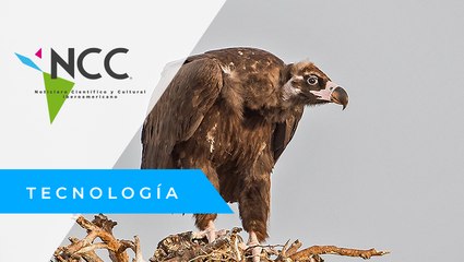 Dos buitres negros lesionados logran reproducirse en un hospital