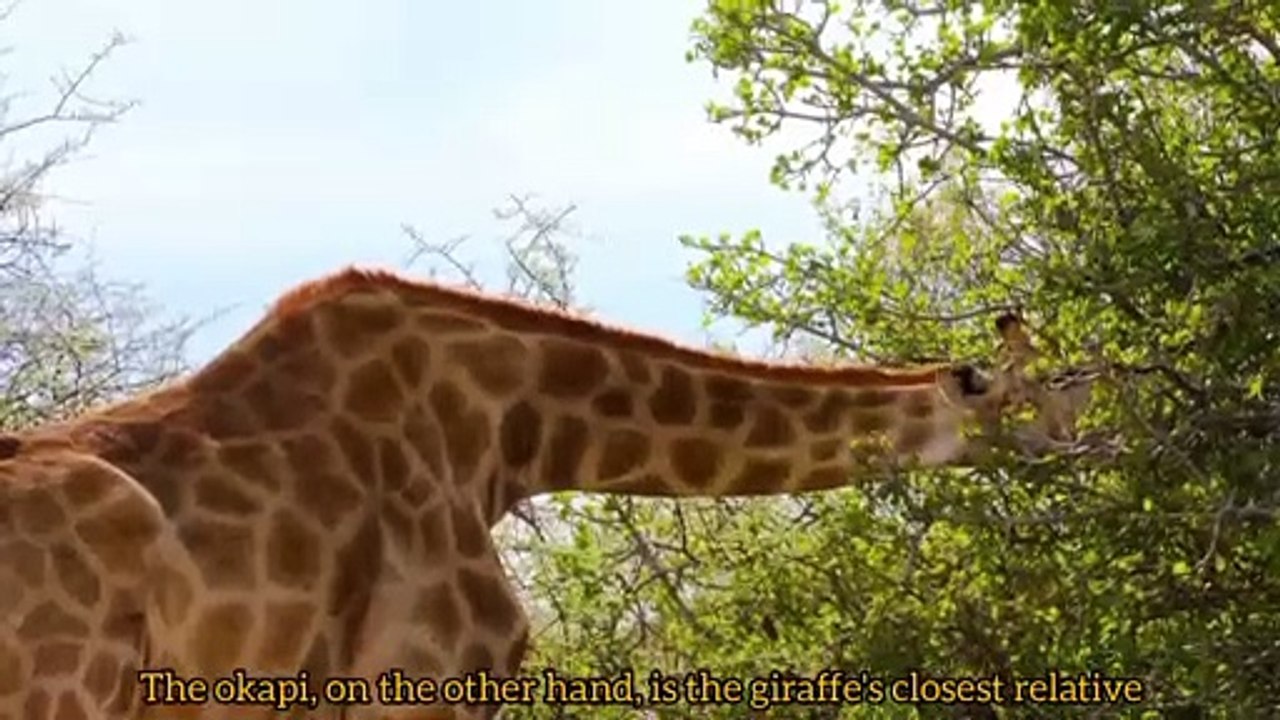 Giraffe | Unique Facts and Stories