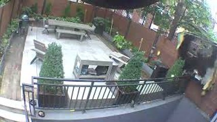 Burnt Mattress Falls into Brooklyn Backyard