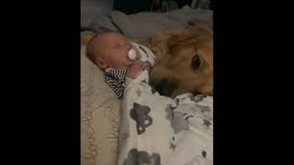 Golden Retriever Cuddles with New Baby