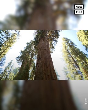 Wildfires Destroy More Than 10% of All Sequoia Trees Since 2020