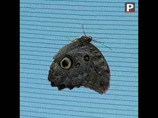 Congrès mondial de la nature : Alerte ! Papillons en danger