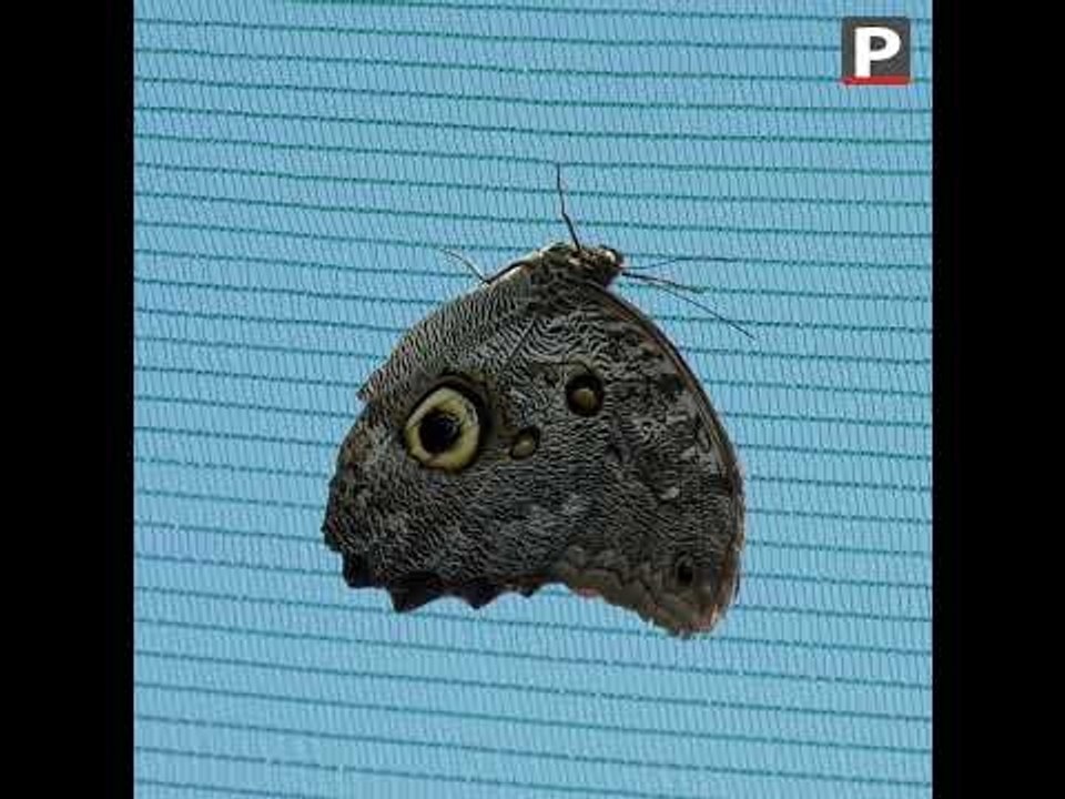 Congrès mondial de la nature : Alerte ! Papillons en danger