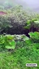 Ils tombent sur un ours énorme bien caché dans les buissons
