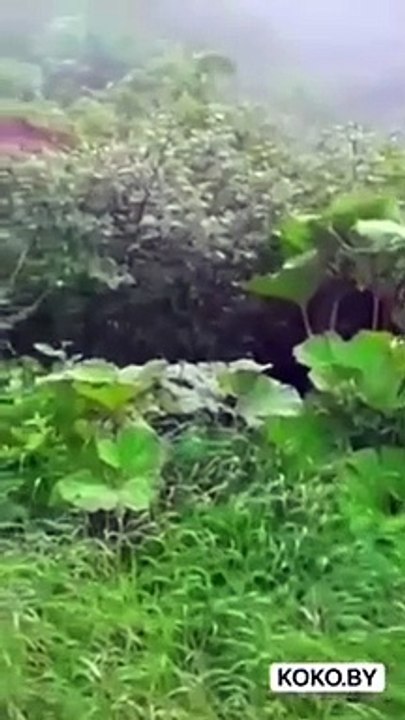 Ils tombent sur un ours énorme bien caché dans les buissons