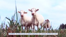 ÉLEVAGE / Du boeuf local et Label rouge pour les cantines d'Indre-et-Loire