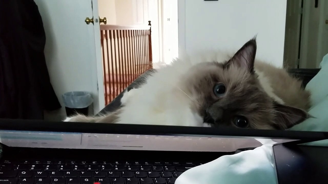 Cuddly Kitty Prefers Pets over Owner's Laptop