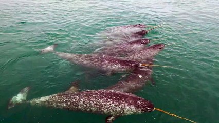 Narwhals Swimming in Arctic Ocean