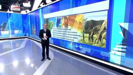 Dünya Isındı, Hayvanların Şekli Değişiyor: İşte İlginç Tespitler | Tuna Öztunç ile Dünyada Bugün