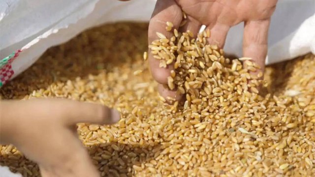 MSP on rabi crops hiked, is benefit reaching the farmers?
