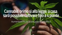 Cannabis, primo si' alla legge: a casa possibile coltivare fino a 4 piante