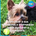 Ingrid Martz pierde a su perrito durante el sismo en Acapulco pero tiene final feliz y famoso youtuber lo encuentra