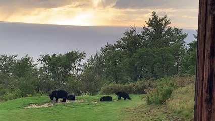 Cute Bear Cubs Wrestle in the Rain