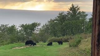 Cute Bear Cubs Wrestle in the Rain