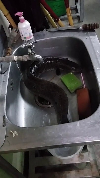 Cutting a Monster Eel
