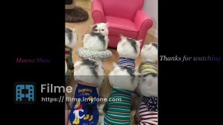 Top Funny Cat Videos of The Weekly - TRY NOT TO LAUGH #2