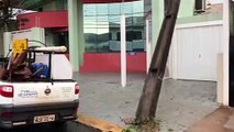 Árvore cai em cima de carros no centro de Apucarana; veja