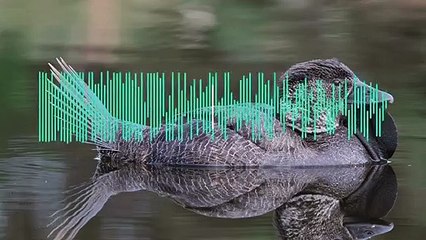 دراسة تكشف عن قدرة أحد أنواع البط على تقليد أصوات البشر فى أستراليا